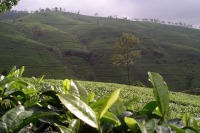 Nuwora Eliya-Teeplantagen
