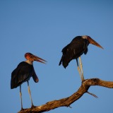 Chobe-Nationalpark