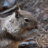 Squirrel_Yosemite-NP