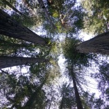 Redwood-NP