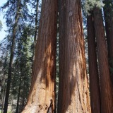 Parker-Group-02_Sequoia-NP
