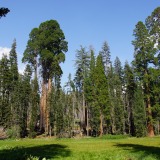 Crescent-Meadow-Trail_Sequoia-NP