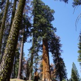 Sherman-Tree-Trail_Sequoia-NP