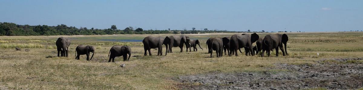 2095_Chobe-Nationalpark