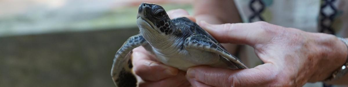 Sea-Turtle-Conservation-Project_Kosgoda