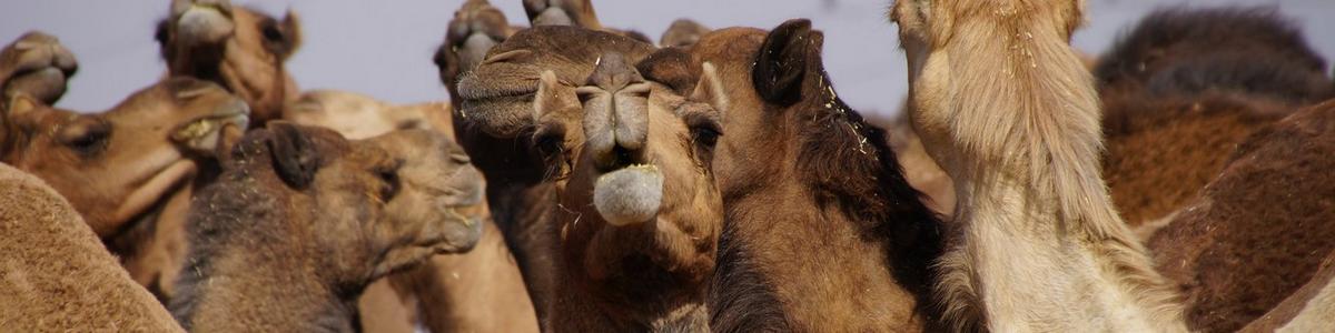 0810_Camel_Research-Center_Bikaner