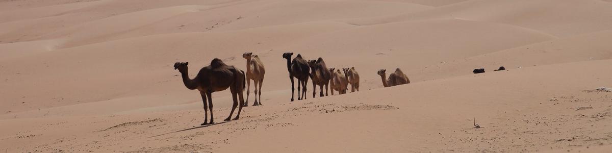 6625_Liwa-Oase_Rub al-Chali-Desert