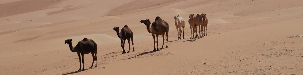 6649_Liwa-Oase_Rub al-Chali-Desert