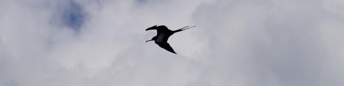 Fregattvogel_Kauai