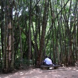 Kandy-Botanischer Garten Peradeniya
