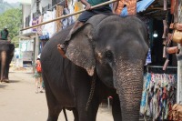 Elefantenwaisenhaus_Pinnawala