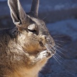 Viscachas