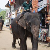 Elefantenwaisenhaus_Pinnawala