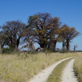 Baines-Baobabs_Nxai-Pan