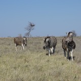 Etosha-Nationalpark