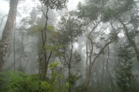 Mt-Kinabalu_Aufstieg