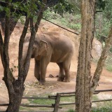 Elephant Conservation Center-Elefantenkrankenhaus