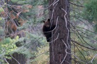 Big-Trees-Trail_Sequoia-NP