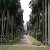 Kandy-Botanischer Garten Peradeniya