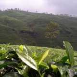 Nuwora Eliya-Teeplantagen