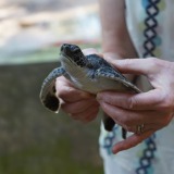 Sea-Turtle-Conservation-Project_Kosgoda