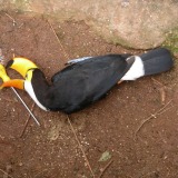 Iguacu_Parque das Aves