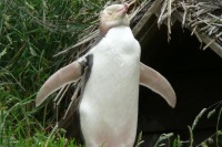 PenguinReserve-OtagoPeninsula