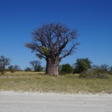Baines-Baobabs_Nxai-Pan