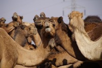 Camel_Research-Center_Bikaner