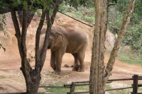 Elephant Conservation Center-Elefantenkrankenhaus