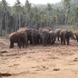 Pinnawela-Elefantenwaisenhaus