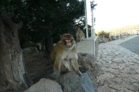 Makaken-Affen