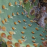 Lanzarote-Jardin-de-Cactus