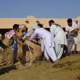 Kamelmarkt_Al-Ain