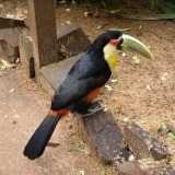 Iguacu_Parque das Aves