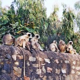Affen-in-Ranakpur