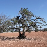 Argnanienbaum
